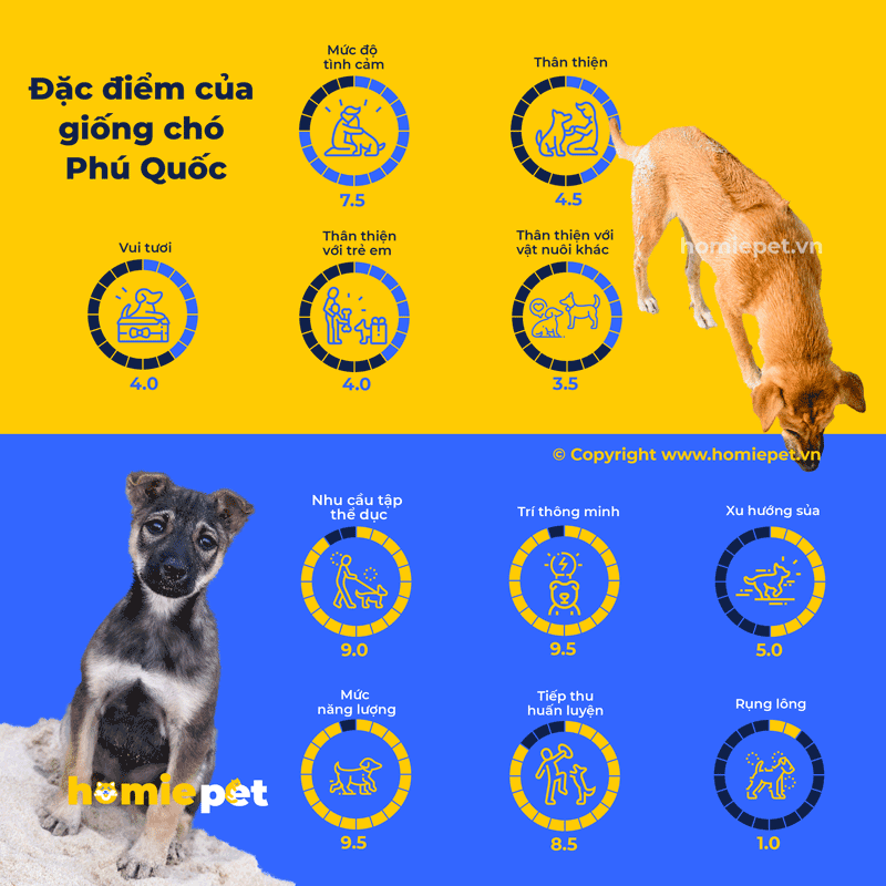 Chó Phú Quốc - Homie Pet