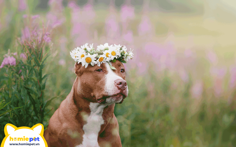 pitbull với vòng hoa trên đầu
