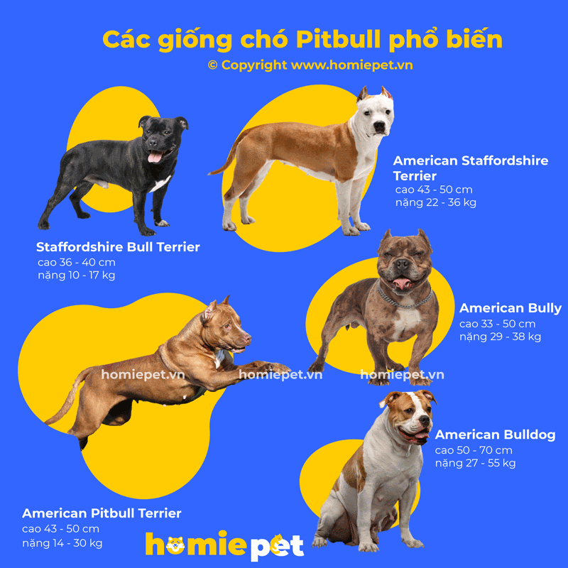Các giống chó Pitbull phổ biến