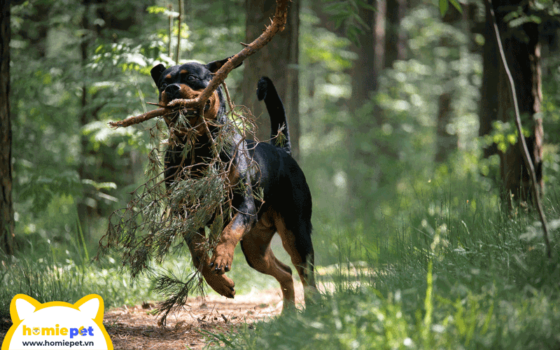 Rottweiler là chó săn dũng mãnh