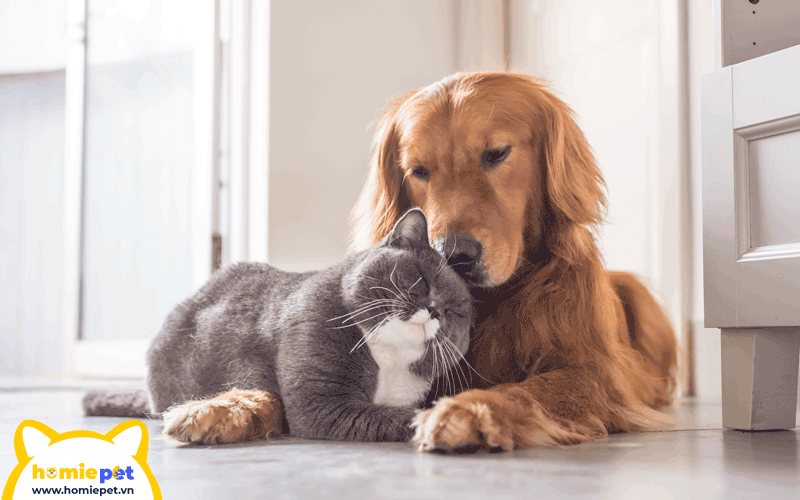 golden và mèo sống chung rất tình cảm
