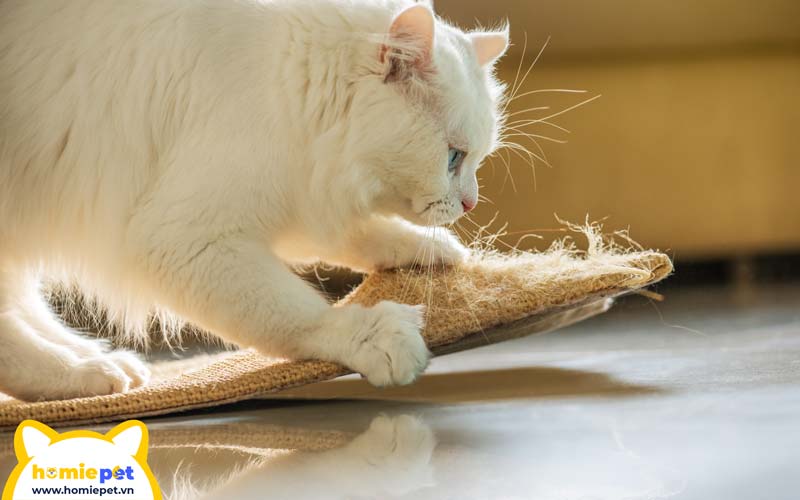 Nuôi mèo Ba Tư cần lưu ý tới việc vệ sinh và chăm sóc bộ lông