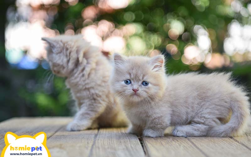 Hai bé mèo “nấm lùn” Munchkin
